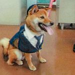 長崎県松浦署で豆柴の「広報犬」が誕生　