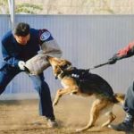 埼玉県警が直轄警察犬・警備犬の運用を開始