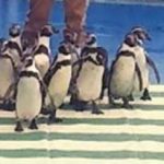 三重県警でペンギンが横断歩道渡るイベントを開催