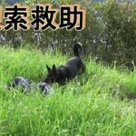 鹿児島県警で警察犬の教養DVD「鼻の捜査官」を作成