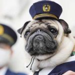 岡山県赤磐署が「田中太郎君」を防犯・事故防止の対策犬に委嘱