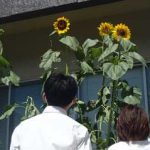 茨城県稲敷署で無事故の願い込められた「ひまわり」開花
