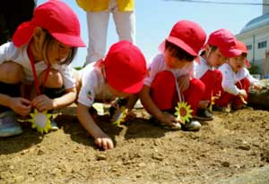 大阪府貝塚署が保育園児と「ひまわりの絆プロジェクト」の種植え