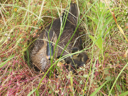 鳥取県鳥取署で生まれたカモが広報啓発に一役