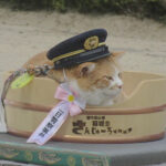 備中松山城の猫城主「さんじゅーろー」が一日警察署長に　岡山県高梁署が啓発活動