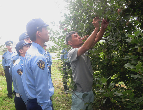 青森県黒石署がリンゴ栽培の教養と作業体験行う　盗難等被害を踏まえ