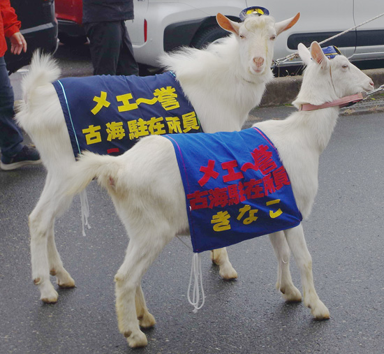 ヤギ2頭が詐欺等防止を呼びかけ　鳥取県鳥取署がユニークな広報活動