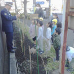 神奈川県多摩署のひまわりの絆プロジェクトで保育園児が種を収穫